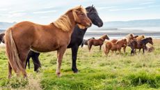 Icelandic horses stand in a green field on a cloudy day