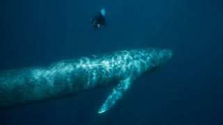A diver swims next to a blue whale