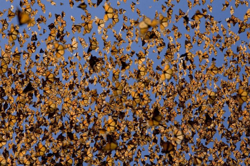 monarch butterfly population, monarch butterfly declines, monarchs in mexico, butterflies, monarch hibernation, where monarch butterflies go in winter