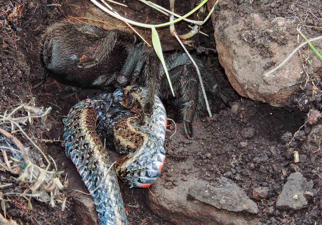 A tarantula (Grammostola quirogai) chows down on a Almaden ground snake (&lt;i&gt;Erythrolamprus almadensis&lt;/i&gt;) in southern Brazil. 