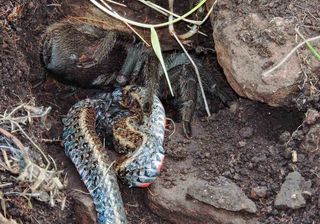 A tarantula (Grammostola quirogai) chows down on a Almaden ground snake (<i>Erythrolamprus almadensis</i>) in southern Brazil. 