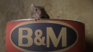 The mouse in Mouse Hunt
