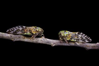 Two Bright Green and Yellow Cicadas on a tree branch.