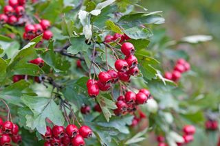 The haws - or red berries - of the hawthorn tree