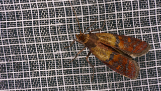 Pantry moth 