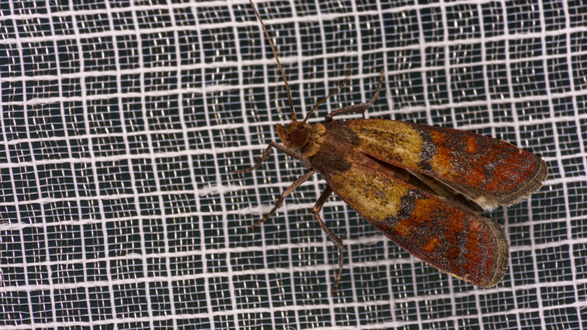 Pantry moth 