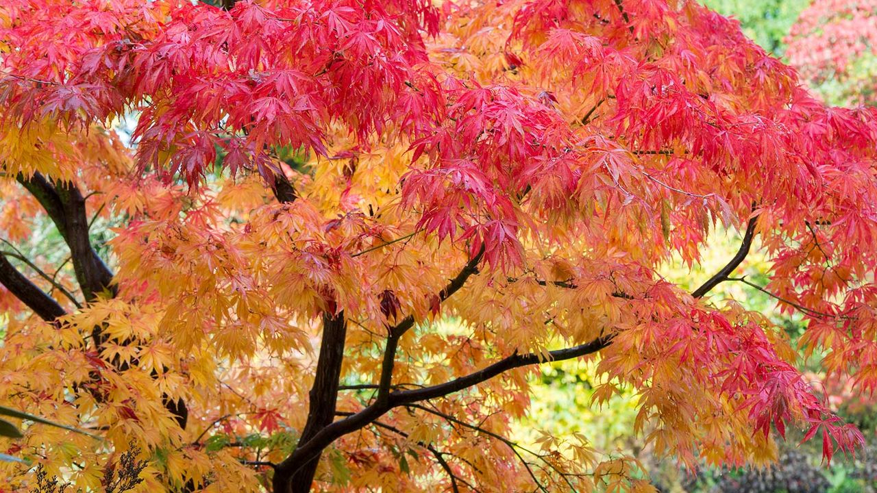 Acer palmatum ‘Elegans&#039;