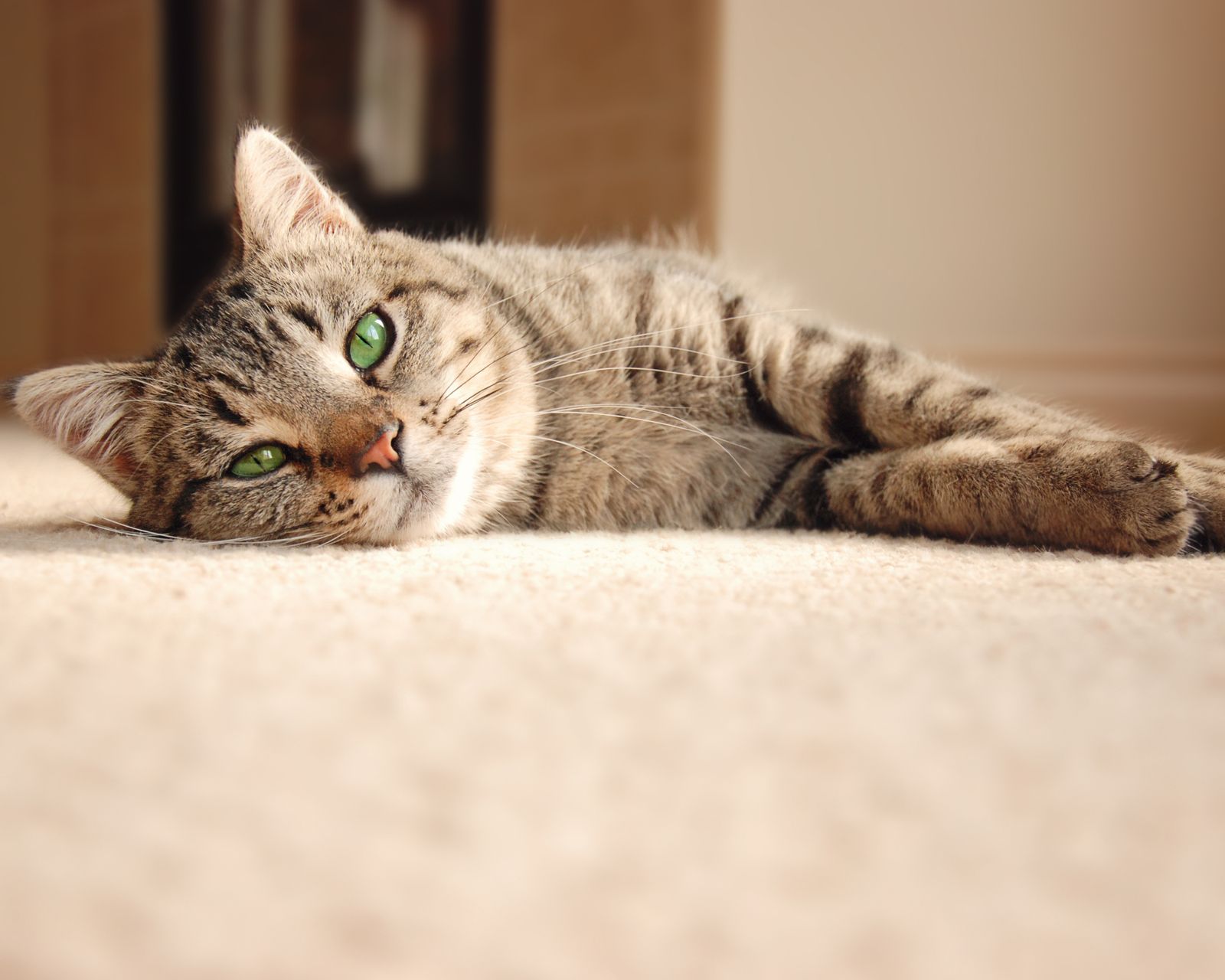 How to get cat pee out of carpet avoid smells and stains at all costs