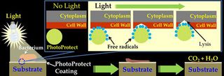 Mechanism of microbial inactivation and degradation with PhotoProtect.