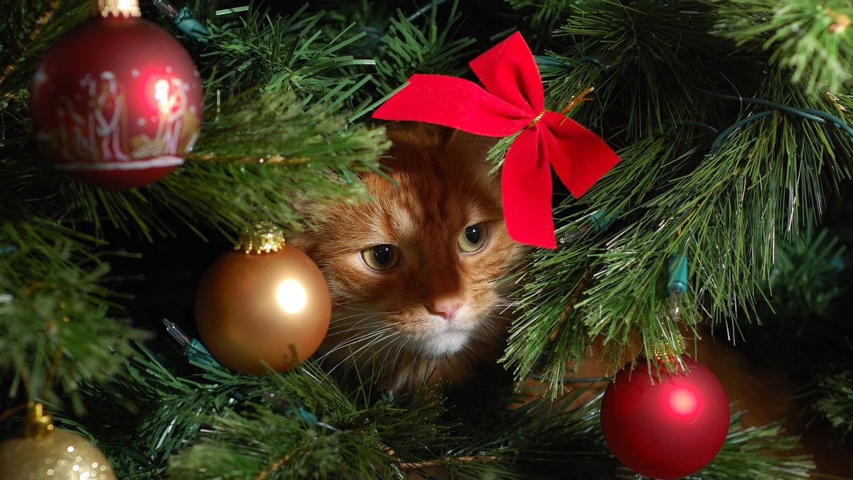 7 ways to catproof Christmas trees PetsRadar
