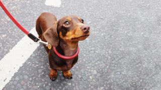 Dog on leash