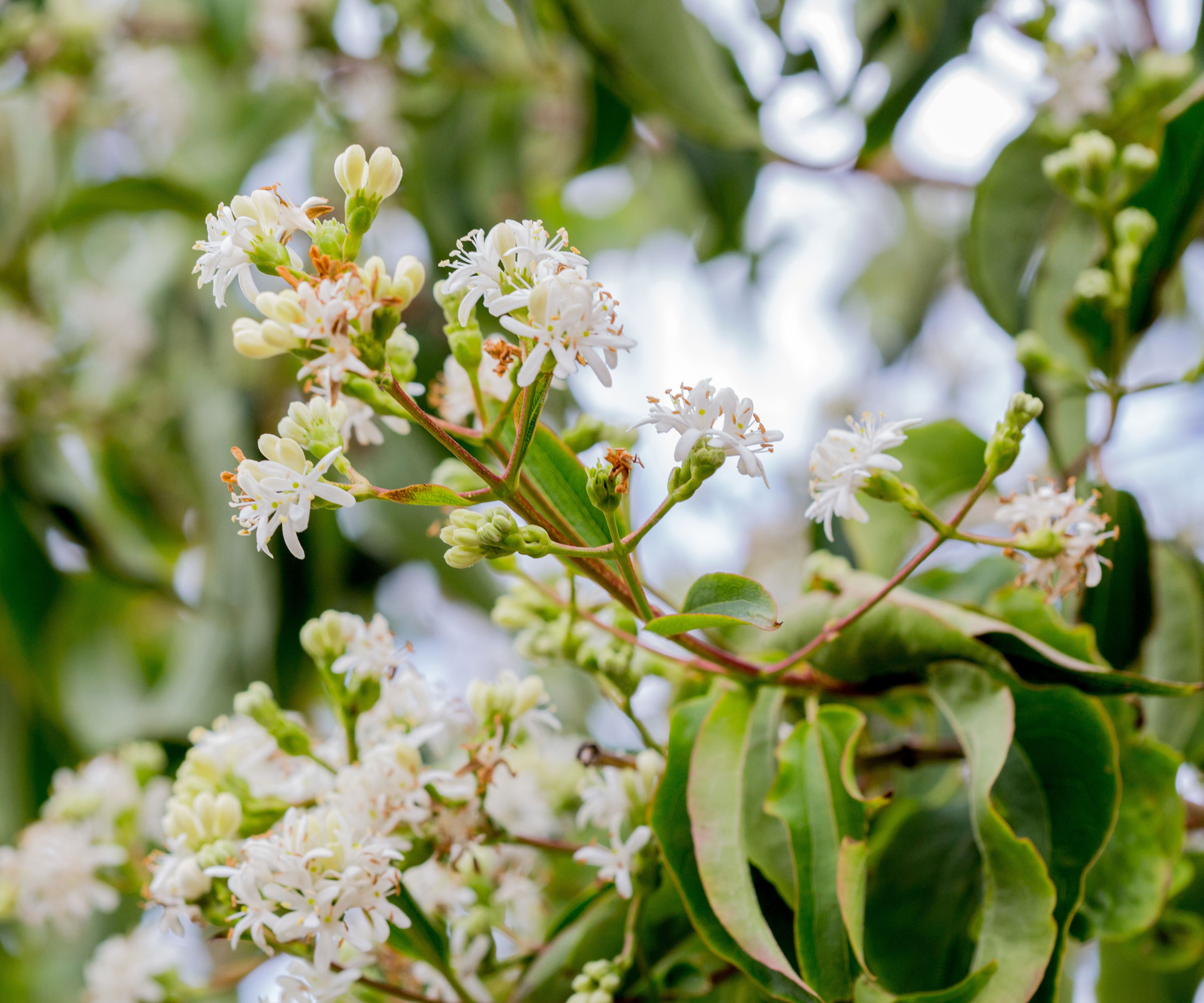 seven-son tree with white flowers