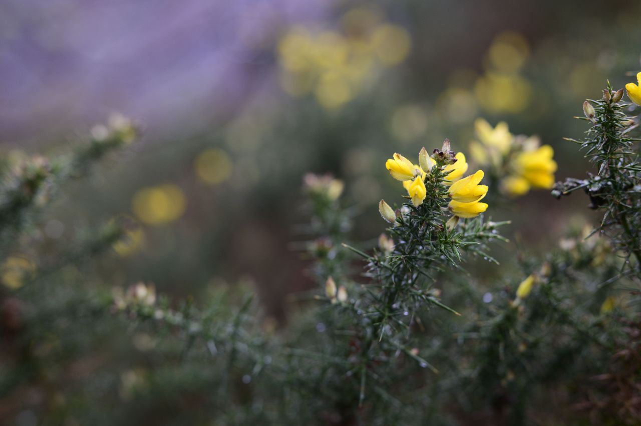 Viltrox AF 85mm F1.4 Pro lens sample gallery: yellow gauze, focused on one flower