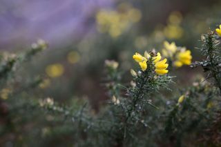 Viltrox AF 85mm F1.4 Pro lens sample gallery: yellow gauze, focused on one flower