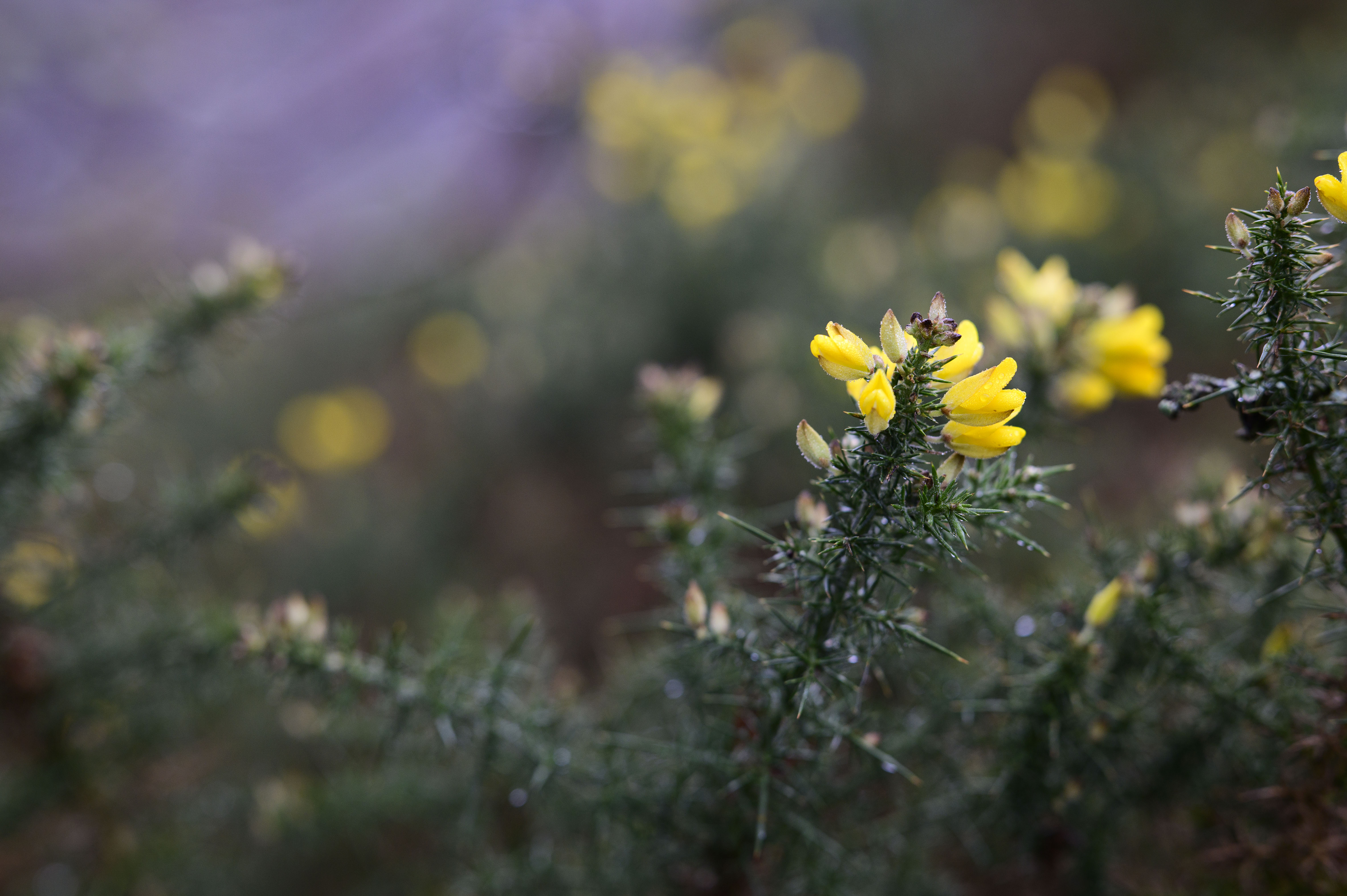 Viltrox AF 85mm F1.4 Pro lens sample gallery: yellow gauze, focused on one flower