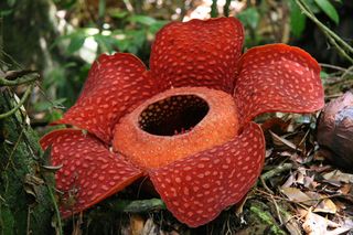 rafflesia-arnoldii-02