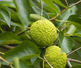 Green fruits of the hedge apple tree with green foliage