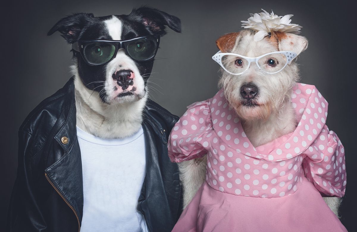 Dog People Celebrate Dress up Your Pet Day with these quirky animal