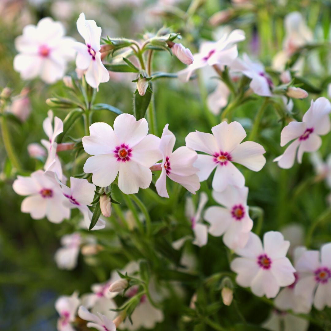 Amazing Grace Creeping Phlox - 1 Quart Pot