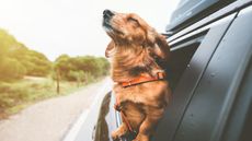 Red Dachsund dog with the wind in its face as it rides in a car.