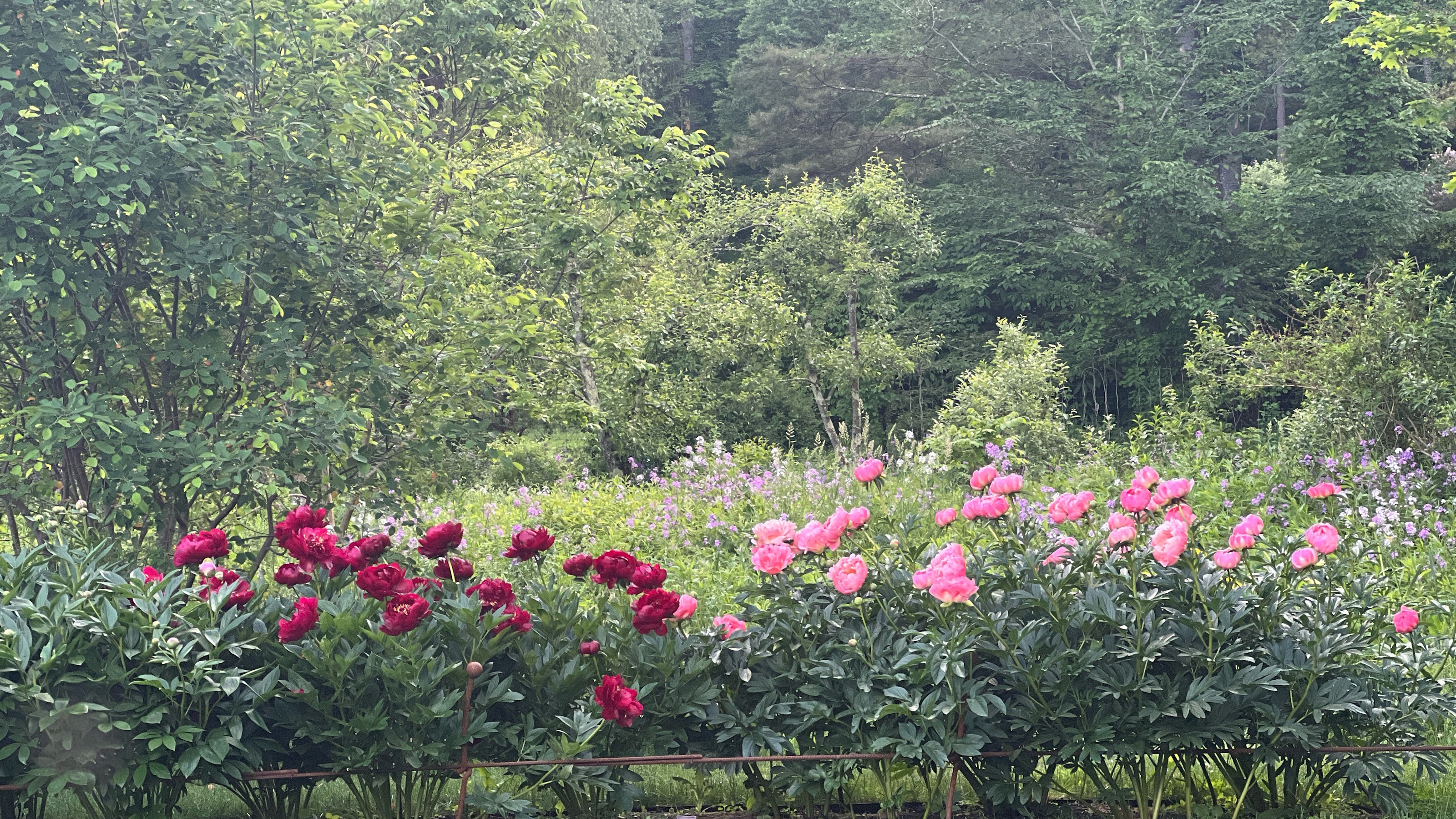 Red and pink peonies in a green garden