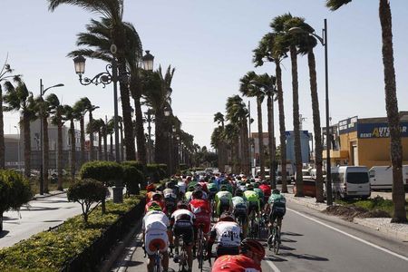 The wind blows the trees