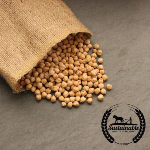 Bean Seeds - Garbanzo 