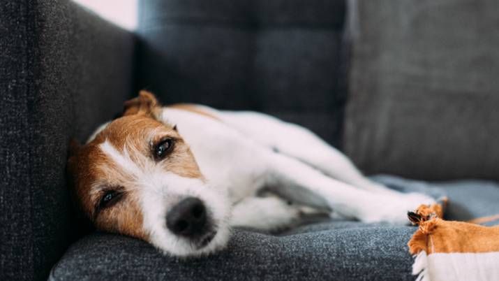 dry skin on dogs: causes and how to treat