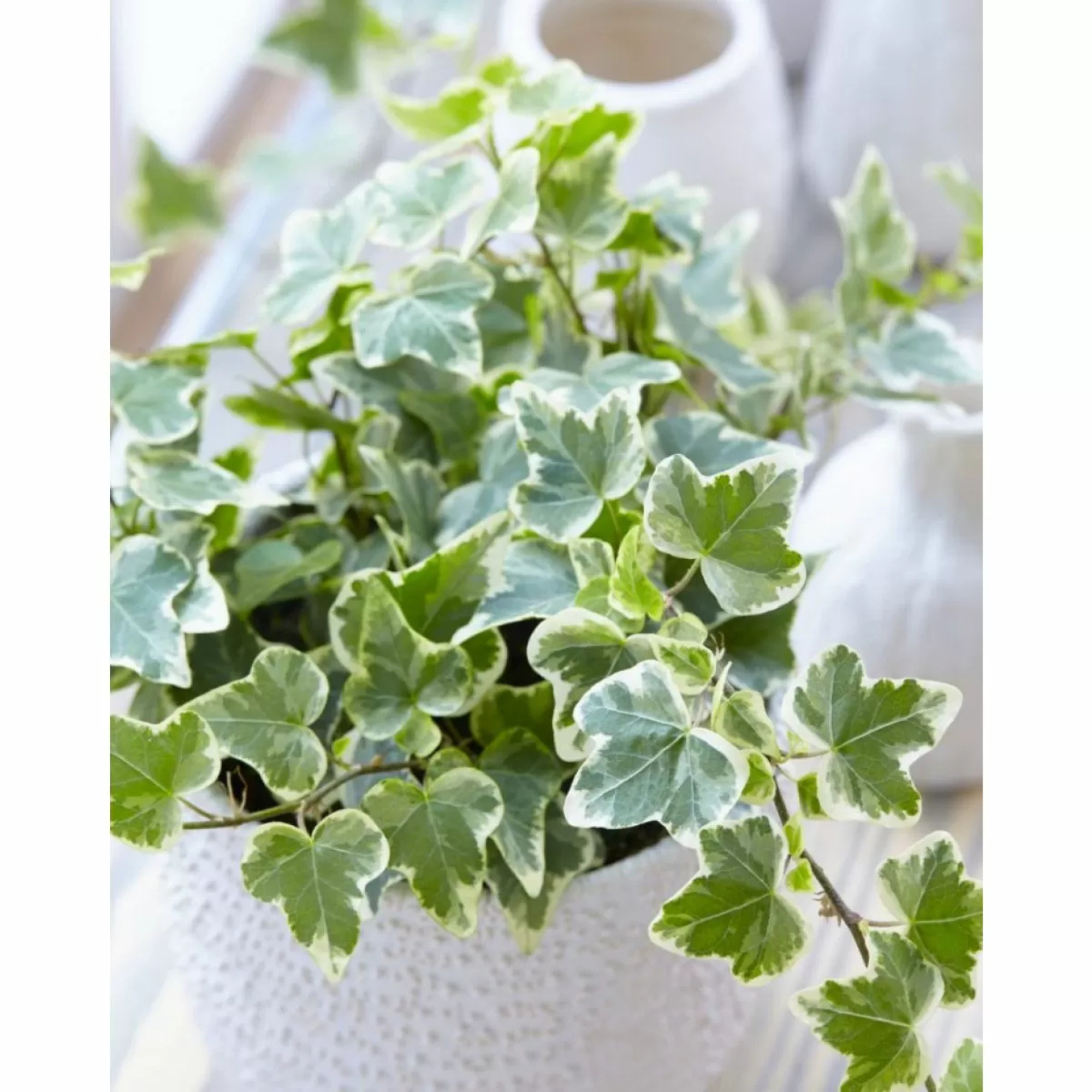 Hedera Helix Variegata - Variegated Trailing Ivy