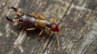 Earwig on wood