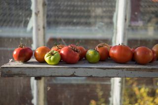 growing tomatoes – how to grow tomatoes