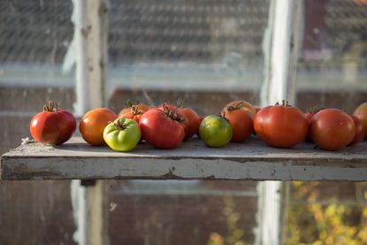 organic treatment early blight tomato plants
