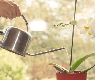 A silver watering can being used to water a white orchid