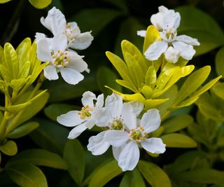 Mexican Orange Blossom 'Sundance' with yellow toned foliage and white flowers