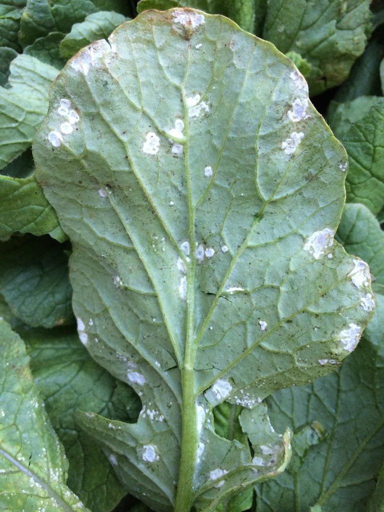 white rust radish