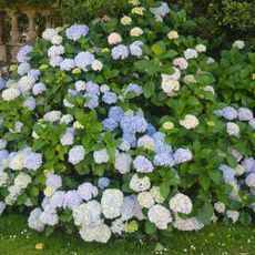 Hydrangea macrophylla or mophead hydrangeas