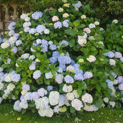 Hydrangea macrophylla or mophead hydrangeas