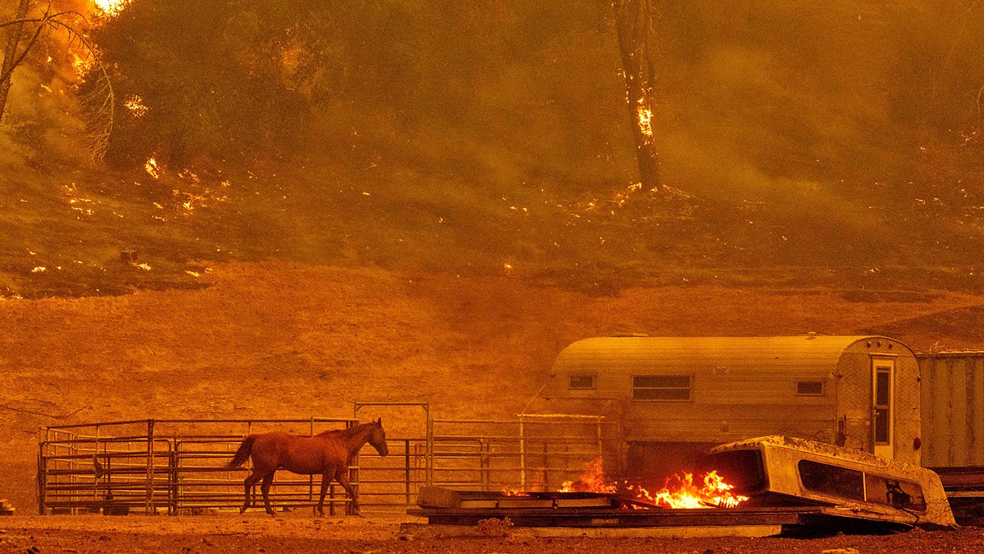 US Wildfires: A horse runs by a stall as flames from the Hennessey approach a property in the Spanish Flat area of Napa, California on August 18, 2020