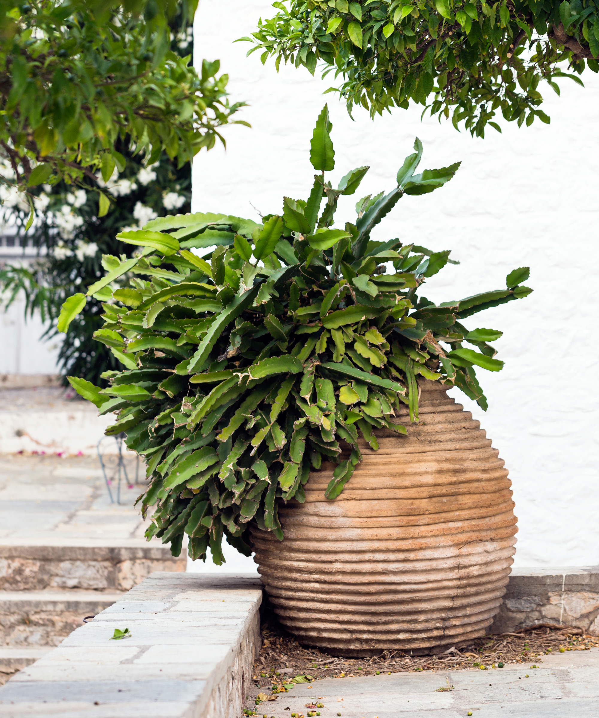 cactus growing in a large terracotta pot