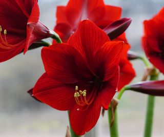 Royal Velvet amaryllis showing red flowers