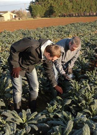 Secretts farm vegetables