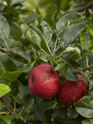red apples growing on the tree