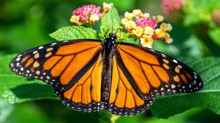 Monarch butterfly