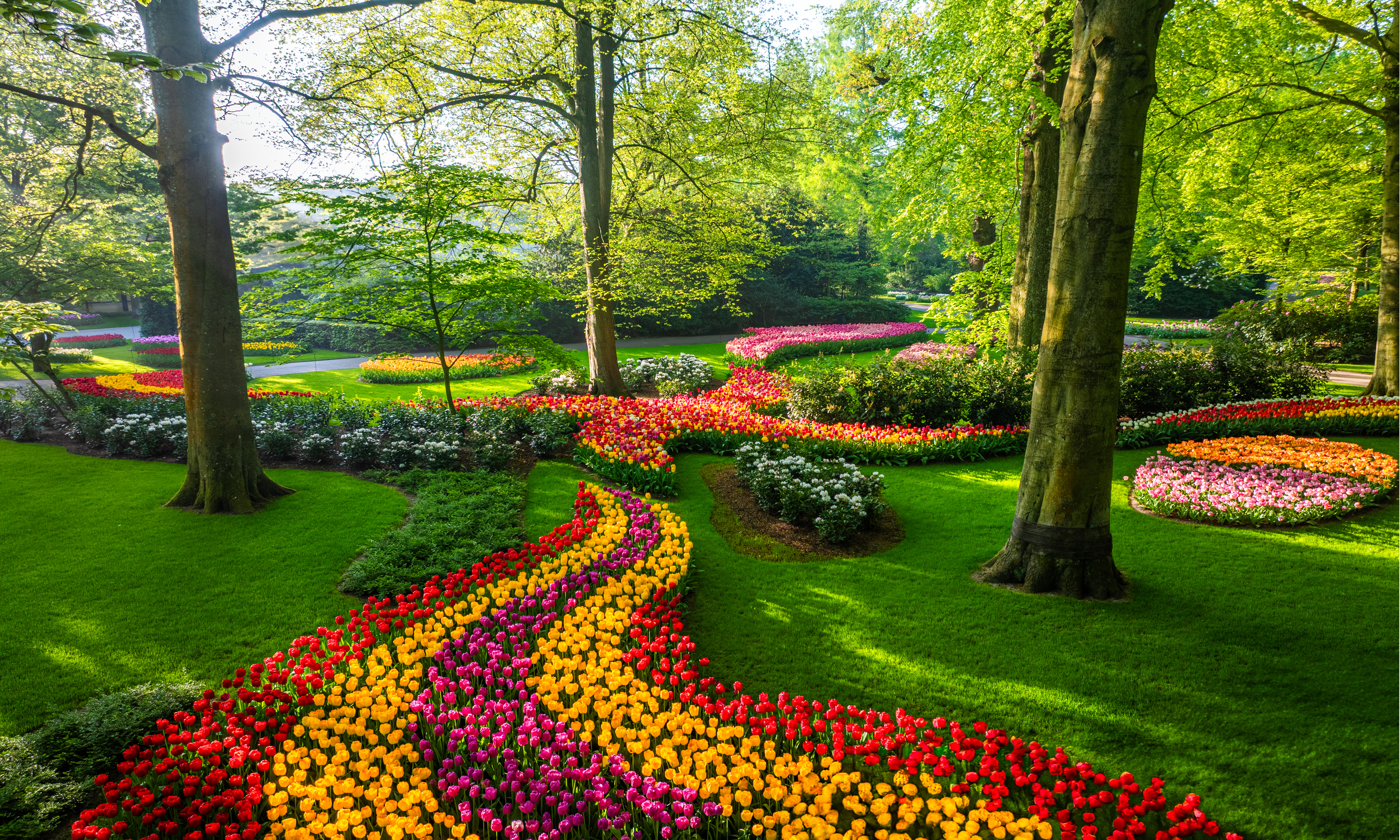 Lines of tulips growing under trees