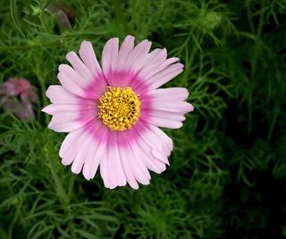 cosmos bipinnatus ‘Pink Popsocks'