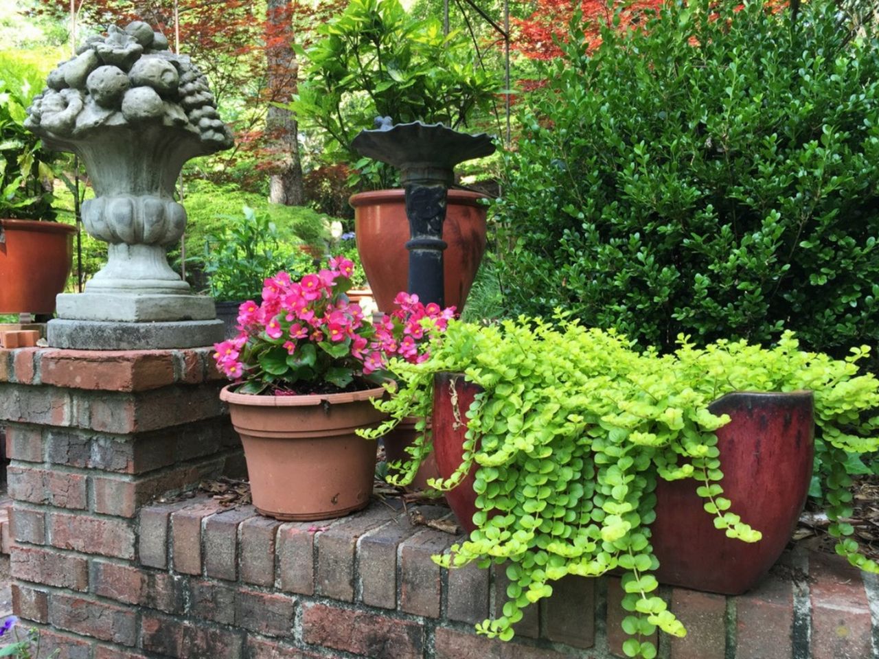 Creeping Jenny In A Pot Next To Other Plants