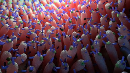 An illustration of walls of pink vertical finger-like projections covered with green and purple molecules