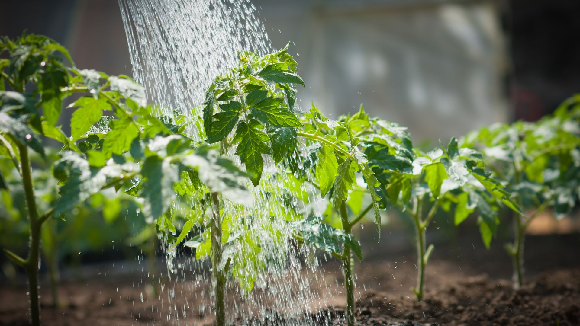 Tomato seedlings are being watered in the ground with a watering can
