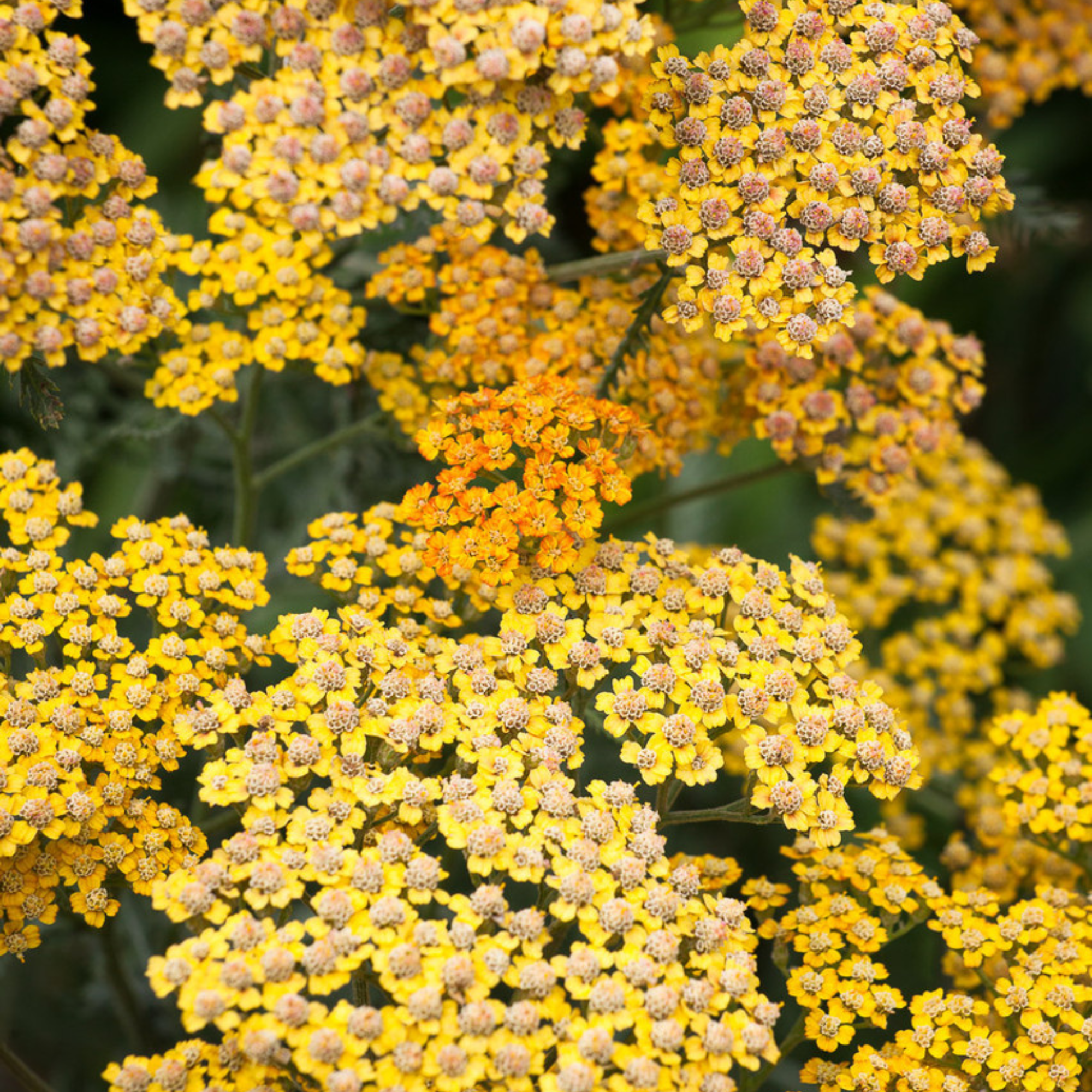 Achillea Millefolium 'terracotta'