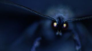 A dramatic, dark blue macro photograph of a moth's face, focusing sharply on its large, glowing yellow-and-red compound eyes in an otherwise blurred, nocturnal setting.